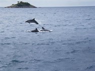 Delfini Pred Rovinjem