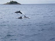 Delfini Pred Rovinjem